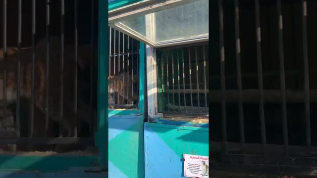 Зоопарк. Страус чуть не укусил шок смотреть онлайн