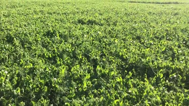 3.06.2020.Початок цвітіння гороху - пора обробляти від брухусу і тлі, від хвороб. смотреть онлайн