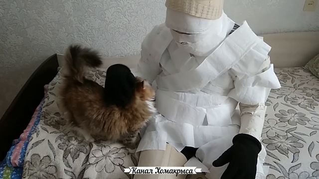 Узнают ли кошки своих хозяев? Любят ли кошки своих хозяев? Человек любящий кошек Кошка любит хозяин смотреть онлайн