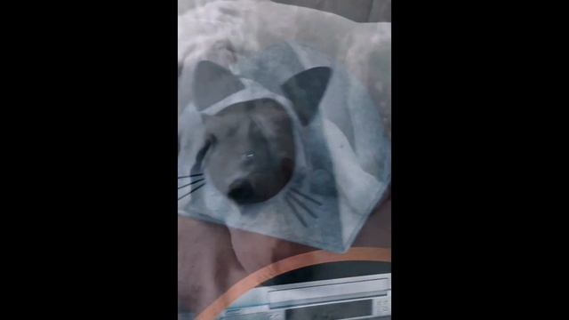 Мои помощники смотреть онлайн