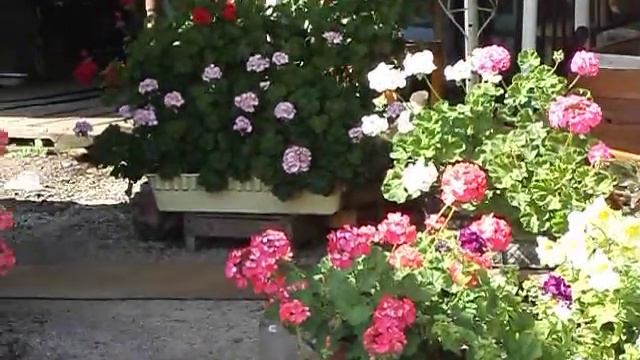 Скоро осень за окнами август...полюбуемся цветочками смотреть онлайн