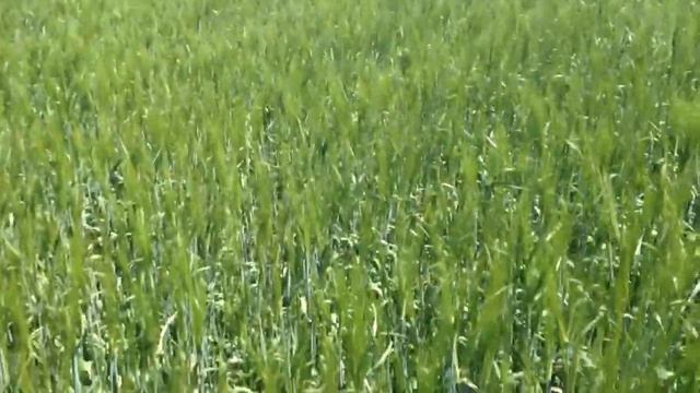 Ячмень Вакула поле #2 смотреть онлайн