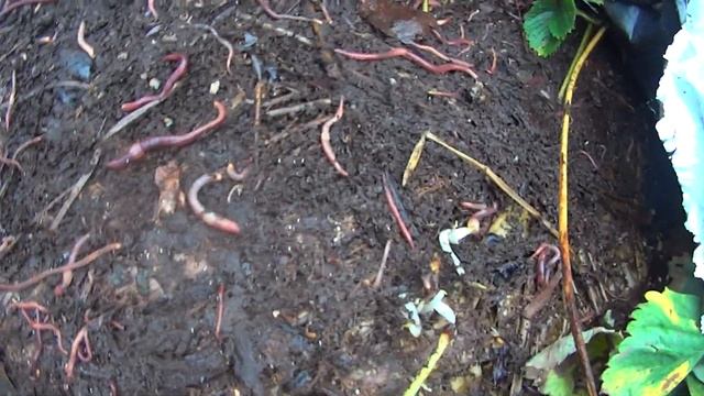 Супер мульча своими руками из картона 4059 смотреть онлайн