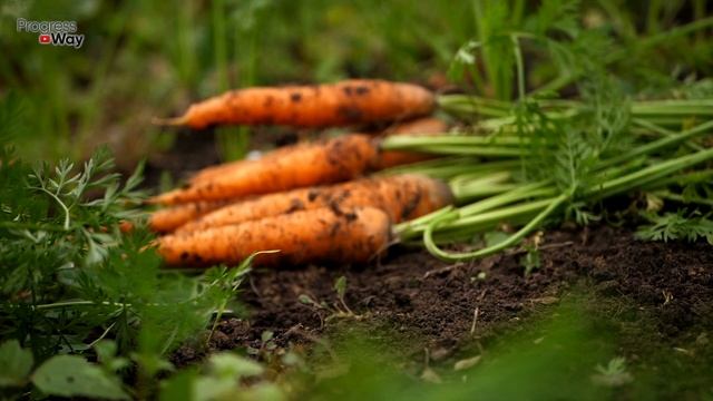 Моркови Видимо Невидимо! Подкормки Моркови Формируют Корнеплоды Сладкими И Красивыми! смотреть онлайн