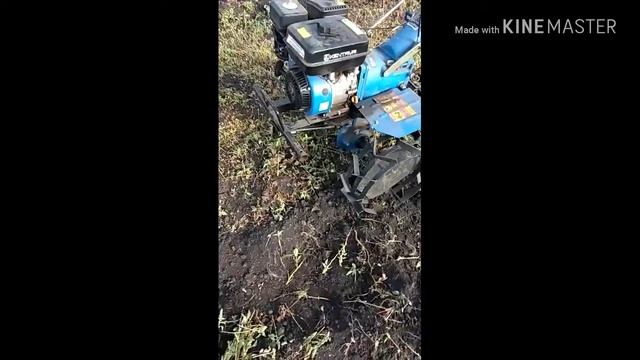 Копка картофеля мотоблоком Кентавр 2018 смотреть онлайн