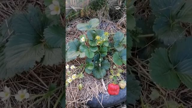 Клубника Королева Елизавета-2 И Другие Ремы И НСД //ВАЦАП 8-915-245-81-59 ТОЛЬКО ПИСЬМЕННО!!! смотреть онлайн