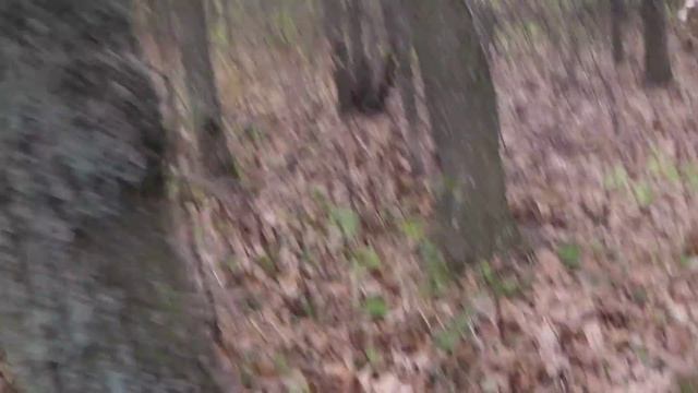 Быкующие коровы смотреть онлайн