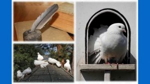 Тип Хордовые. Тема 41. Значение птиц в природе и жизни человека