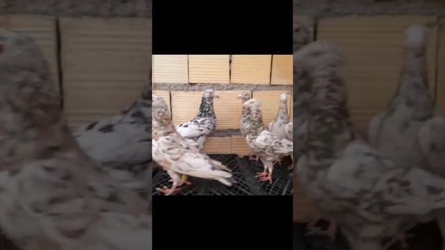 Орехомраморные, кофейномраморные, черномраморные голуби | Brown St, Black St, Brown/Black St Pigeon смотреть онлайн