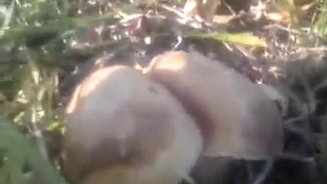 И снова по грибы