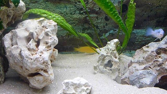 Labidochromis caeruleus Yellow Pseudotropheus socolofi смотреть онлайн