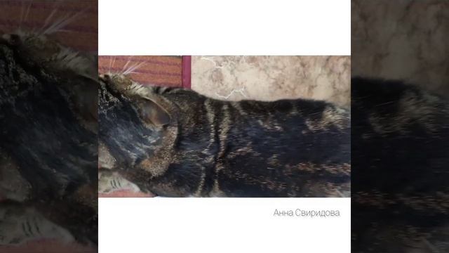 Варежка для общей уборки дома. Нет шерсти животных ! Компания Гринвей, экологичная уборка для дома! смотреть онлайн