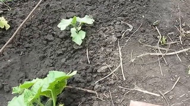 Старый дедовский способ борьбы со слизнями