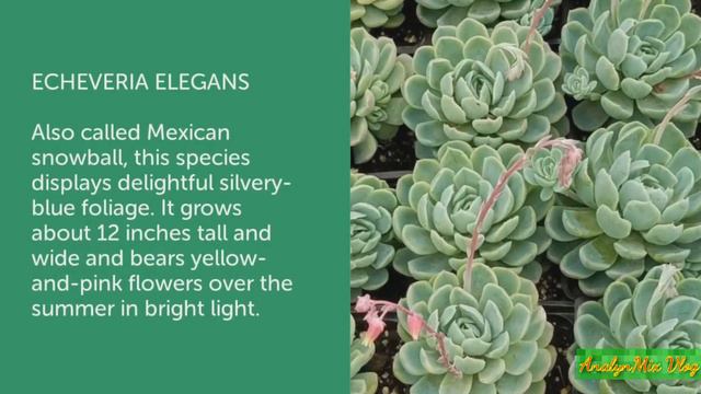 SUCCULENTS ECHEVERIA VARIETIES || BEAUTIFUL SUCCULENTS || NAMES OF SUCCULENT смотреть онлайн