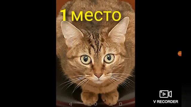 Топ 5 свойств в дополнение растения смотреть онлайн