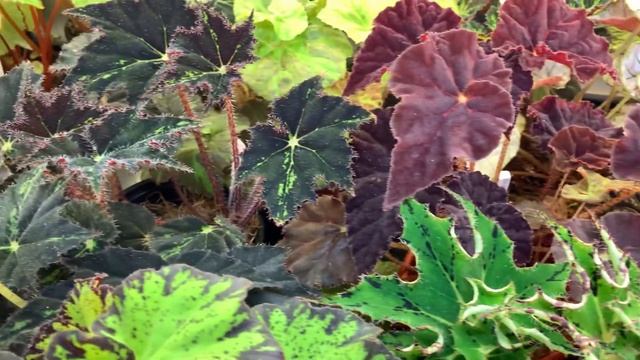 Апрель 2021. Мой фиалочный сад. Часть 1 БЕГОНИИ смотреть онлайн