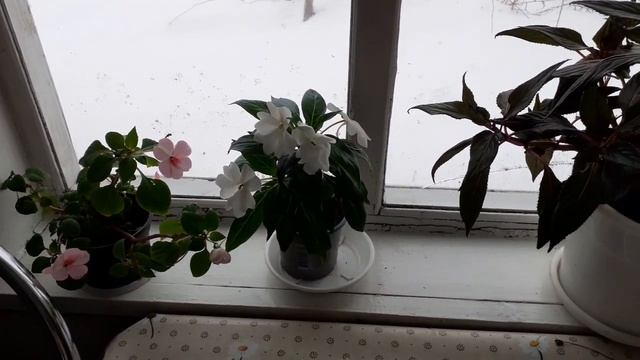 Цветок Бальзамин. смотреть онлайн