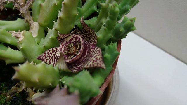 Carrion Flower ? (Orbea variegata) смотреть онлайн