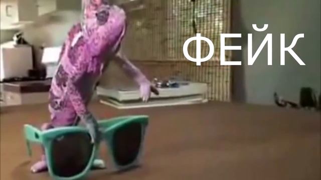 ТОП-10 РЕПТИЛИЙ ДЛЯ ДОМА! Какие рептилии лучше всего подойдут для домашнего содержания! смотреть онлайн