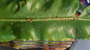 Вредители комнатных растений и болезни комнатных цветов