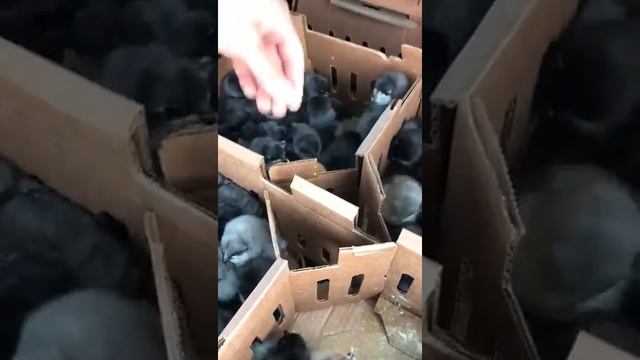 Редбро - М и Доминант из Ставрополя