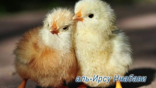 Превосходство состоящего в браке смотреть онлайн