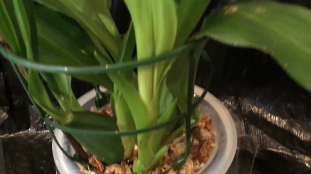 ONCIDIUM NEW GROWTH - DIY FLOWER POT (V-334) смотреть онлайн
