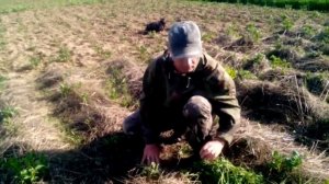 Посадка картофеля под солому. Часть 2.