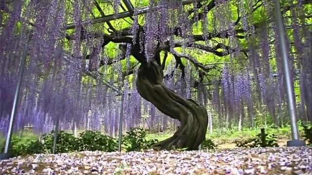 Manuka | classical Chinese music Silent Moon смотреть онлайн