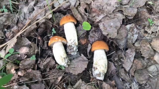 Грибы подосиновики хорошо пошли в борщевике! Собираю в конце мая 2019! смотреть онлайн