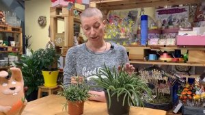 Рипсалис - легкий суккулент во всех смыслах этого слова.