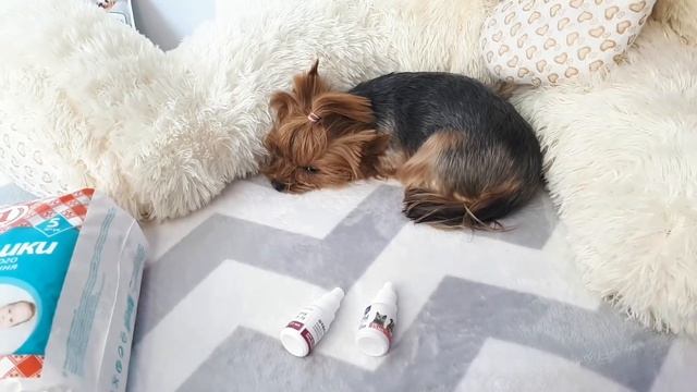 Йоркширский терьер, йорк: содержание и уход, особенности ухода/yorkshire terrier смотреть онлайн