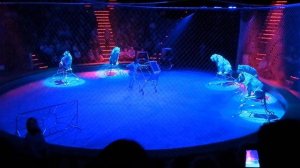 Цирк. Тигры в Цирке. Белые Тигры. Дрессированные Тигры. Цирковое Представление. Выступление Хищнико