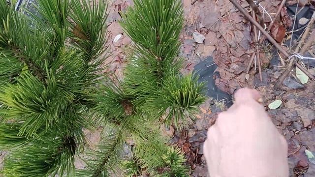 Сосна білокора Вайт клауд. Pinus Heldreichii White Cloud