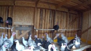 Индюшатник своими руками! Индюки разведение в ЛПХ