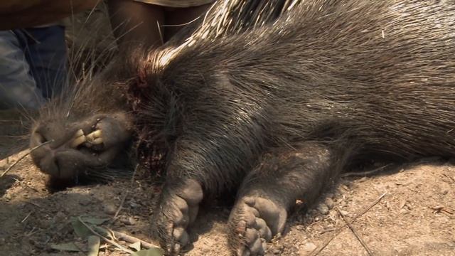 How This Remote Tribe Survives In The Desert | Man Hunt S1 E4 | Wonder смотреть онлайн
