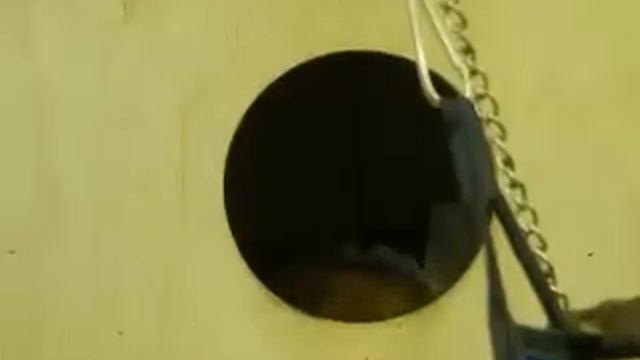 Белка укладывает детей спать. смотреть онлайн