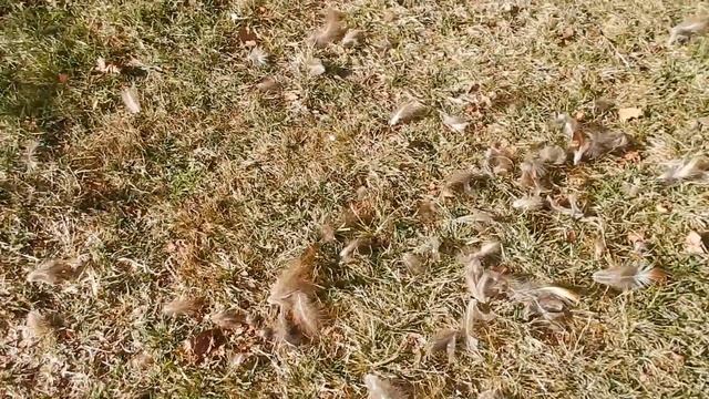 Gorgeous day for a Nature Walk ~ Testing my new Camera смотреть онлайн