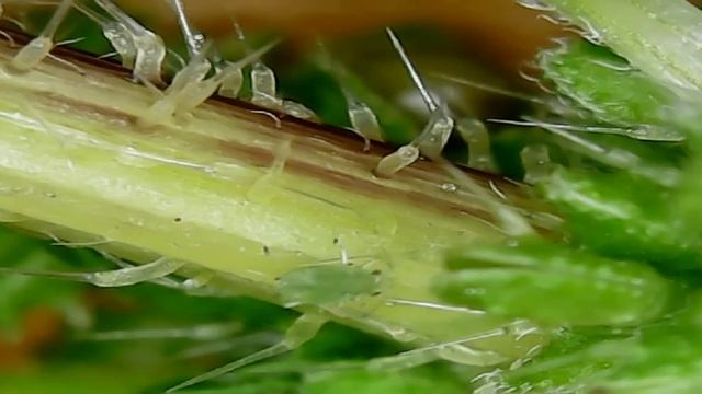 Pierce finger nettles under the microscope (Проколол палец крапивой под микроскопом) смотреть онлайн