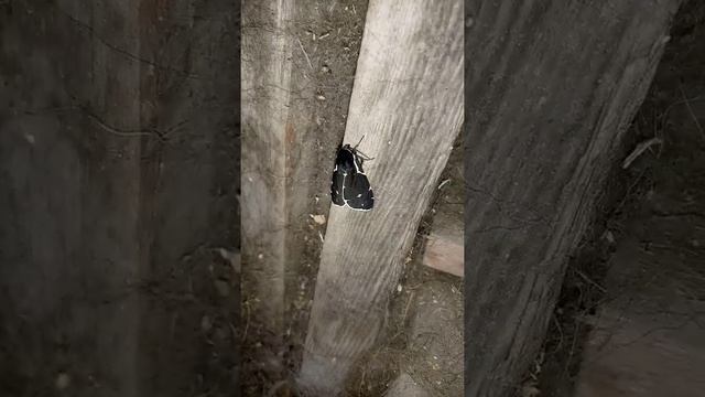 бабочка редкий вид. смотреть онлайн