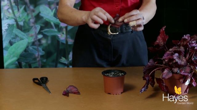 How to take a cutting from a begonia leaf | Hayes Garden World смотреть онлайн
