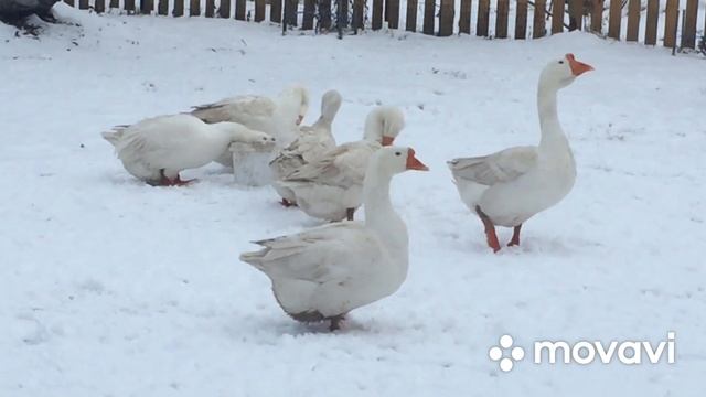 Лишилась Гусыни/Или как Гусеводы совершают ошибки. смотреть онлайн