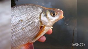 Как ловить густеру на поплавочную удочку весной. Ловля густерки на попловок