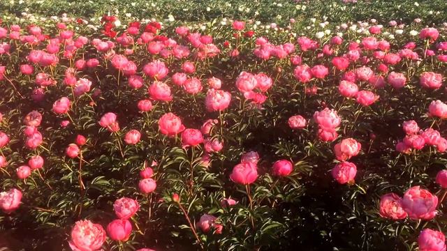 Jun 11, 2015 смотреть онлайн