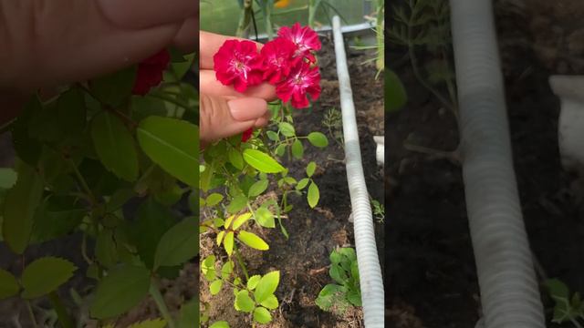 Почвопокровная Роза зацвела. Черенки апрельские. #черенки #саженцы #цветы #моядача смотреть онлайн