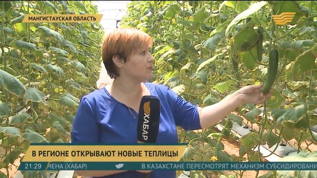 Тепличное хозяйство активно развивают в Мангистауской области смотреть онлайн