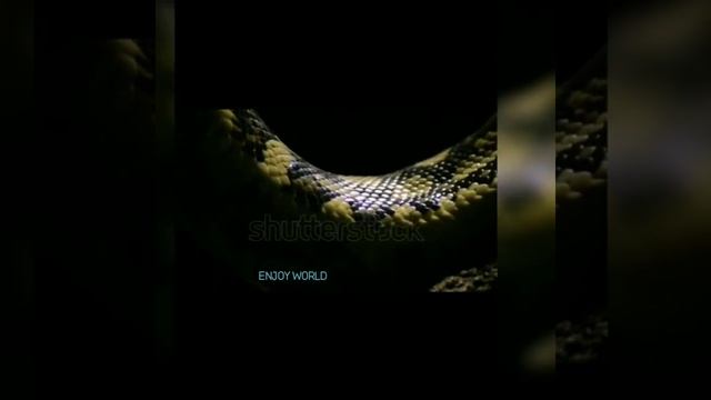 Diamond Python Snake Skales Passing In Close Up - Morelia Spilota смотреть онлайн
