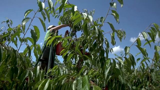 Мелитополь черешня -2 смотреть онлайн