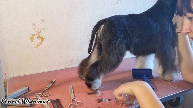 Show grooming of miniature schnauzer/ шоу стрижка цвергшнауцера / шоу груминг миниатюрного шнауцера смотреть онлайн