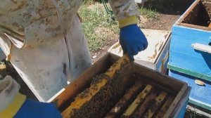 И все же какая пчела лучше КАРНИКА или  КАРПАТКА   копия